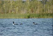 Loons